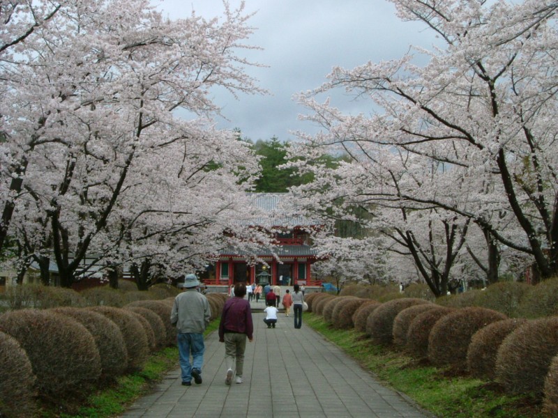 聖光寺の桜