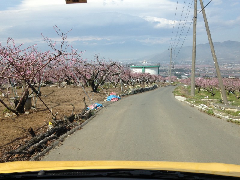 桃の花