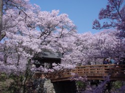 資料提供：伊那市観光協会 高遠城址公園の桜