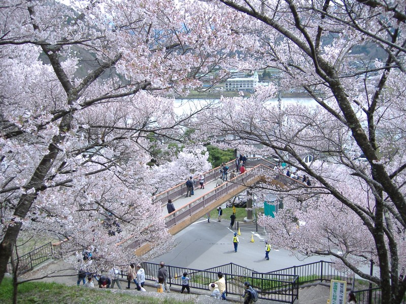 高遠城址公園150412?