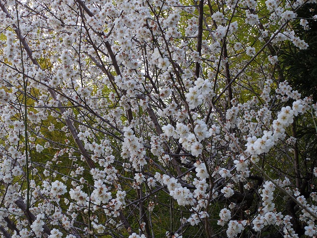 梅の花