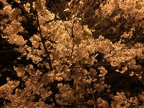 夜桜