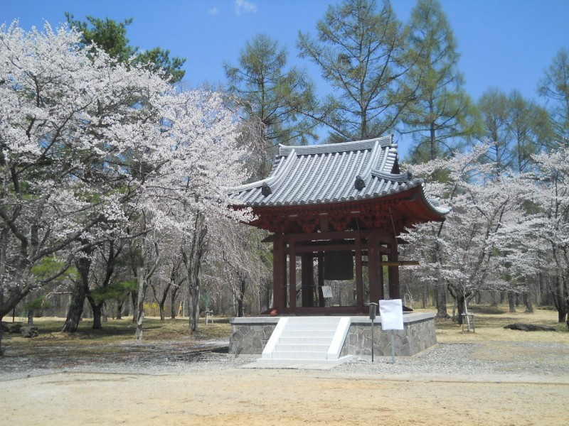 聖光寺桜2