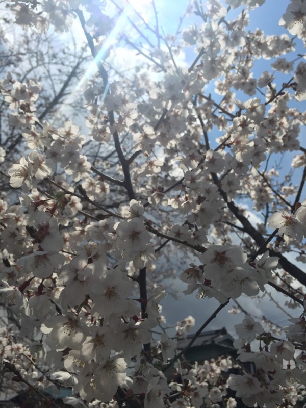 忍野桜