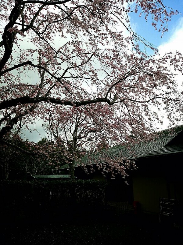 MOAしだれ桜