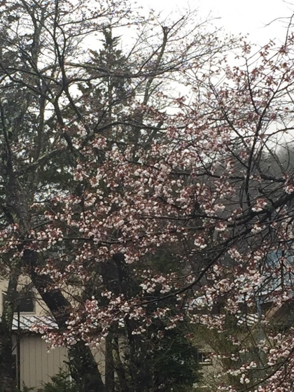 忍野桜?