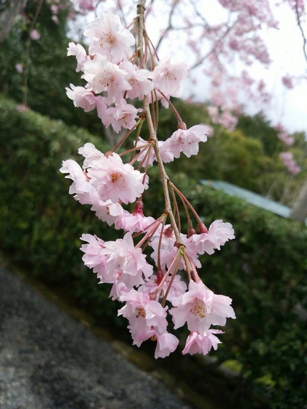 MOA桜ズーム