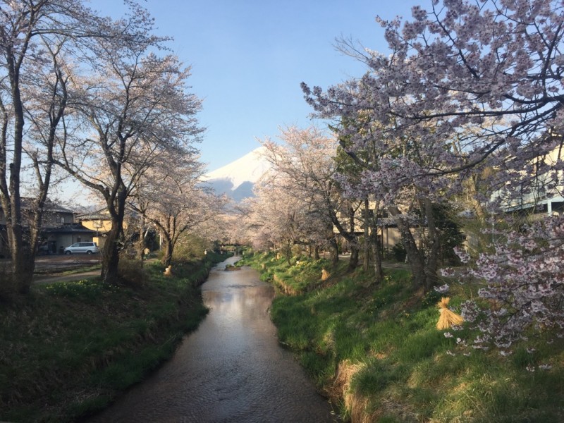 忍野?