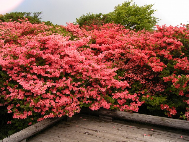 開花つつじ2 (2)