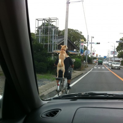 自転車に乗る犬