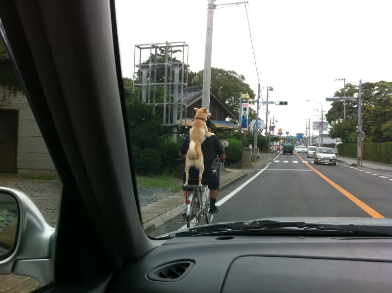 自転車にのるいぬ