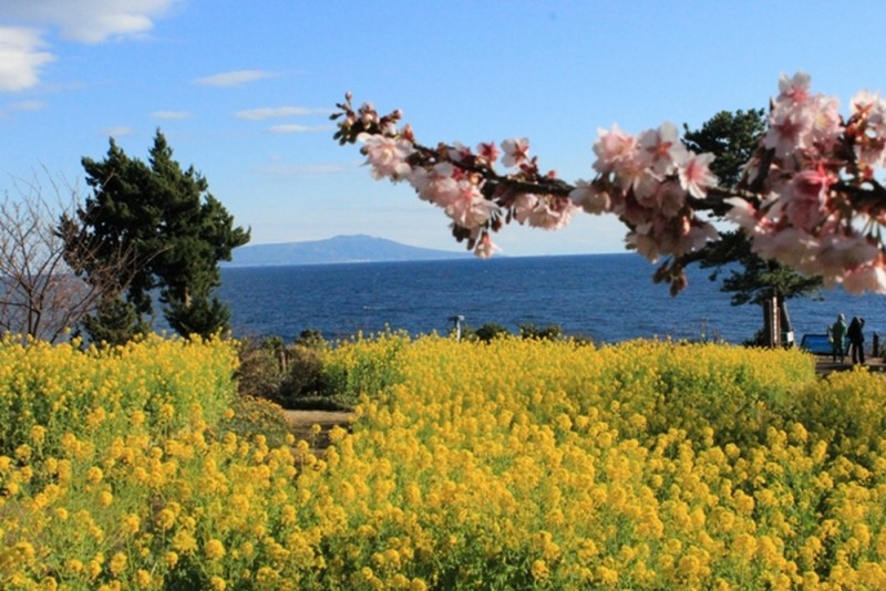 城ヶ崎桜と菜の花