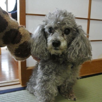 若林家の【ウランちゃん】