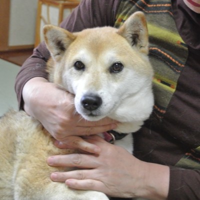 岡野家の【凛ちゃん】