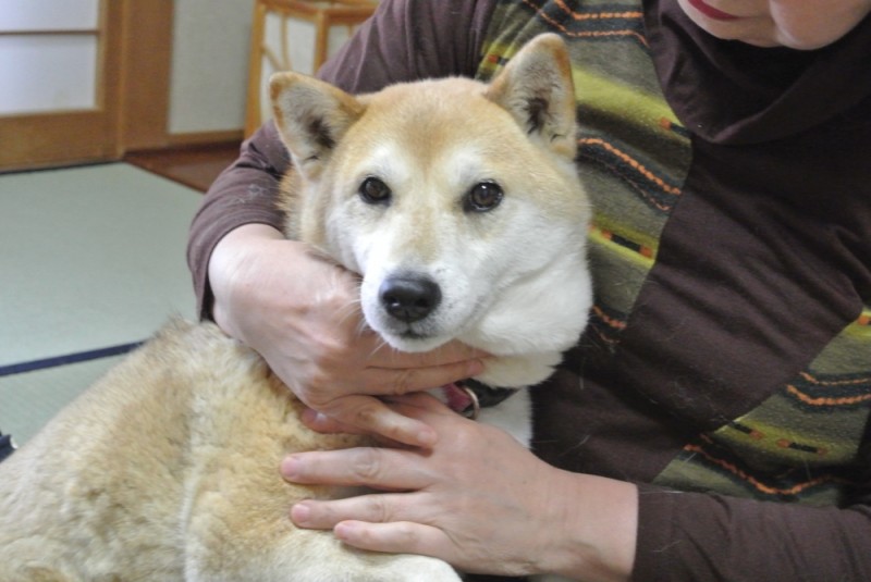 2016.2.22 岡野様　凛ちゃん（柴犬）