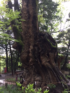 大楠背面