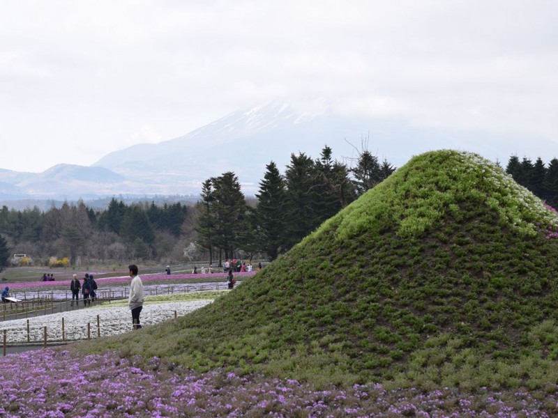 芝桜１