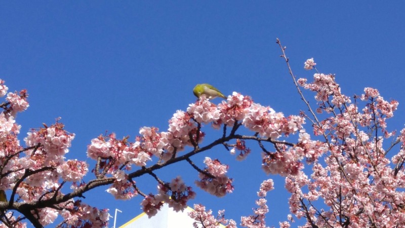 初川あたみ桜?