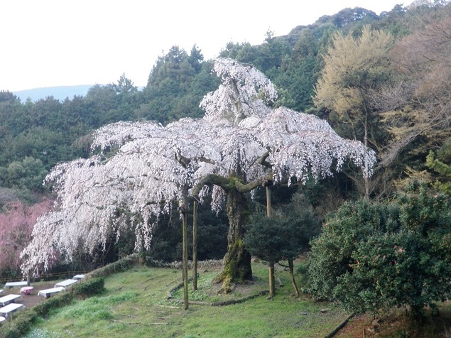 箱根画像?