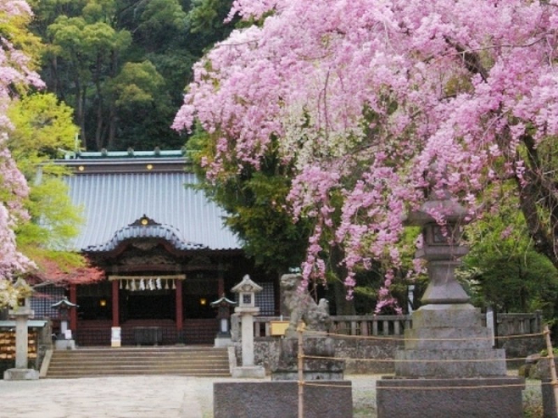 伊豆山桜