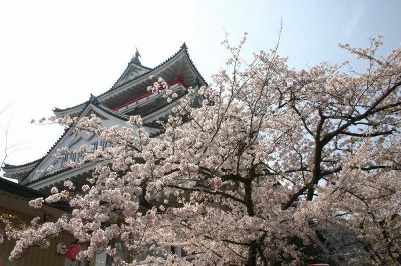 熱海城桜