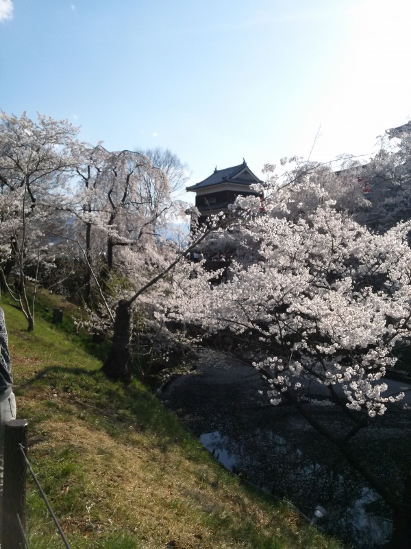 軽井沢　春のお便り?