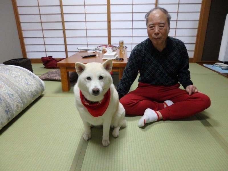 2017.4.11　近藤様　ひめちゃん（柴犬）