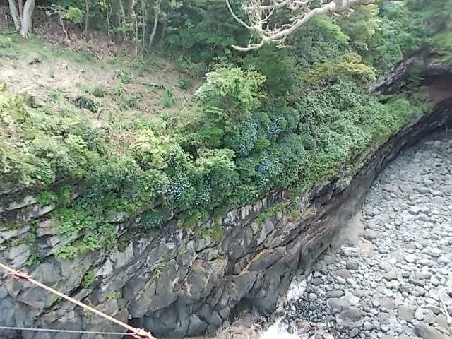 紫陽花吊り橋から