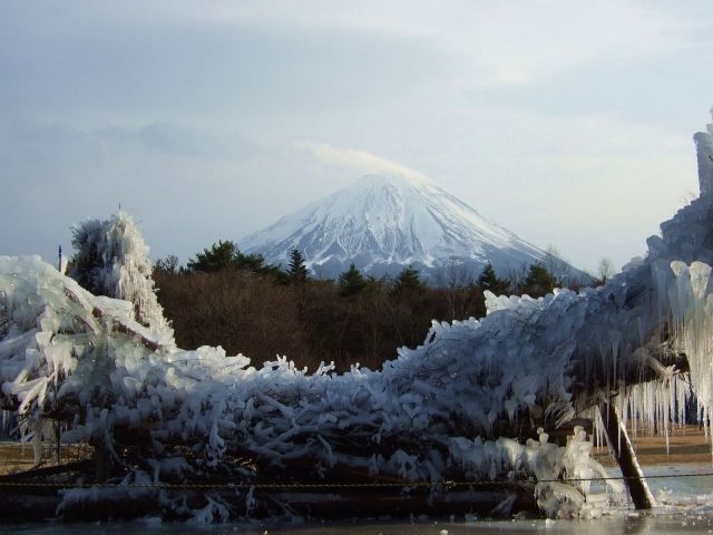 樹氷木