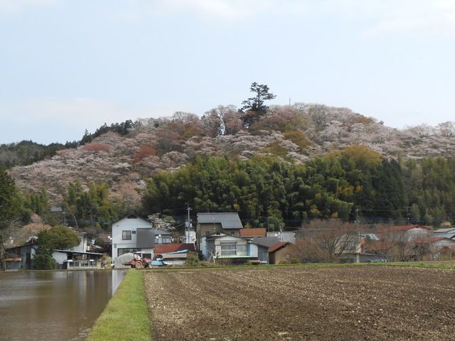 桜写真5