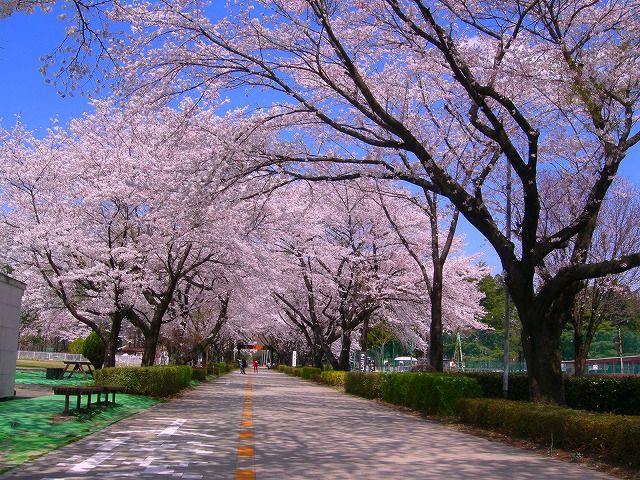 桜写真4