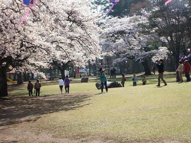 桜写真１