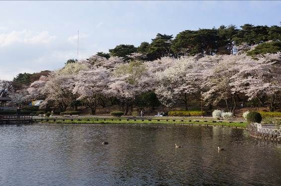 桜写真2