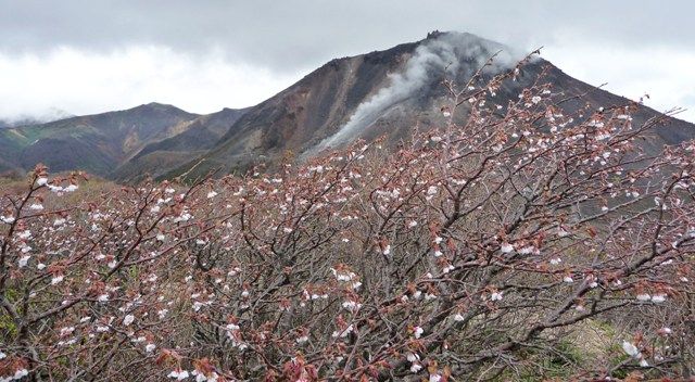 桜写真6