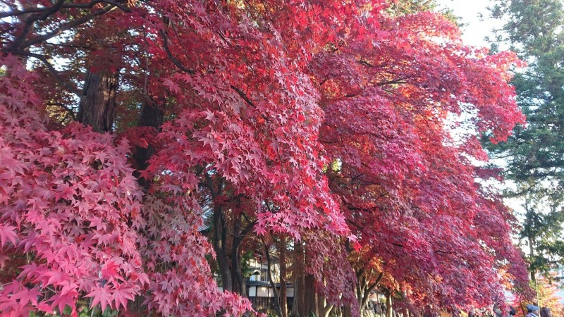 長円寺1106ブログ蓼科1