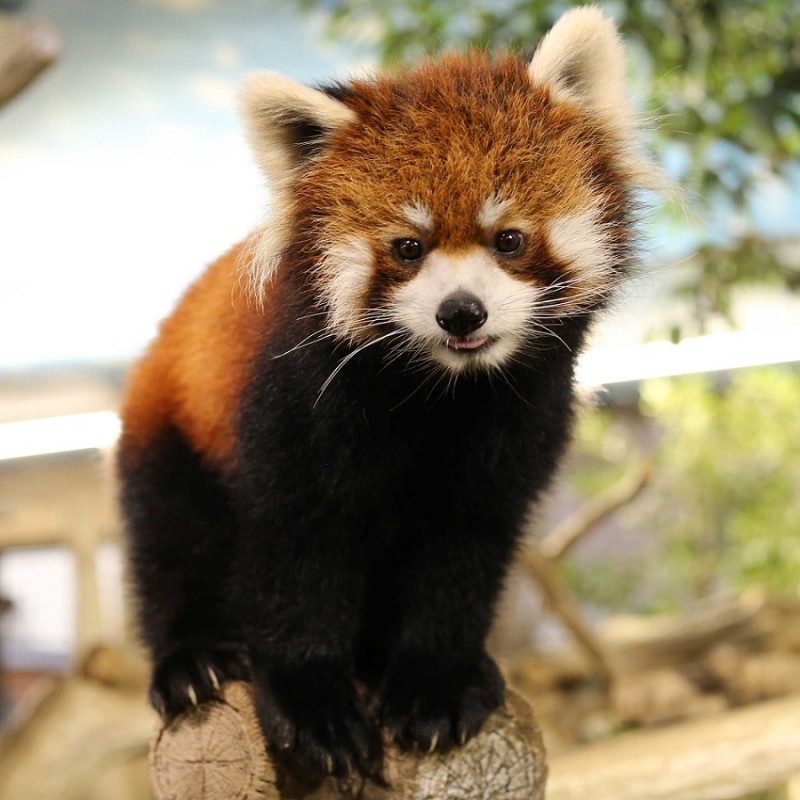 レッサーパンダ画像