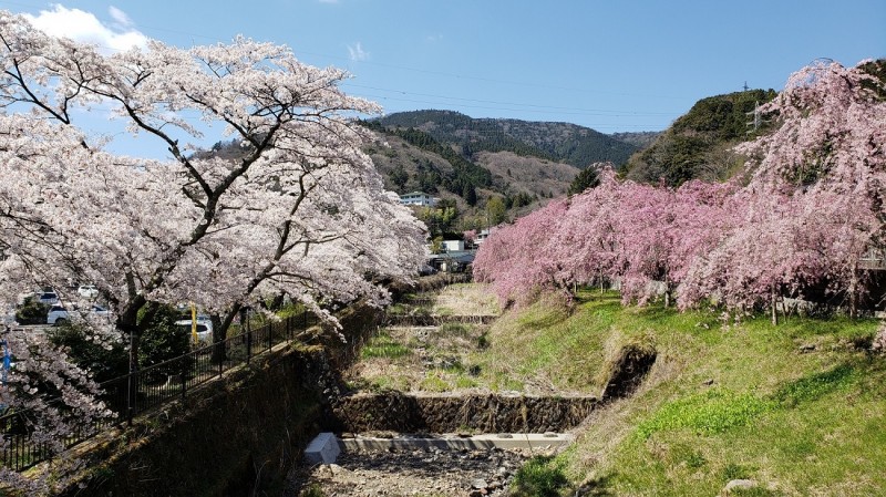 201904_宮城野?