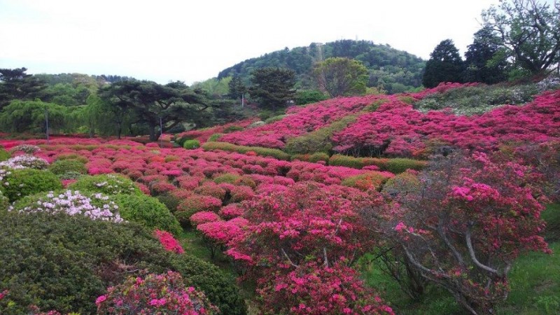 平成31年4月29日伊豆高原ブログ：小室山つつじ祭り画像3