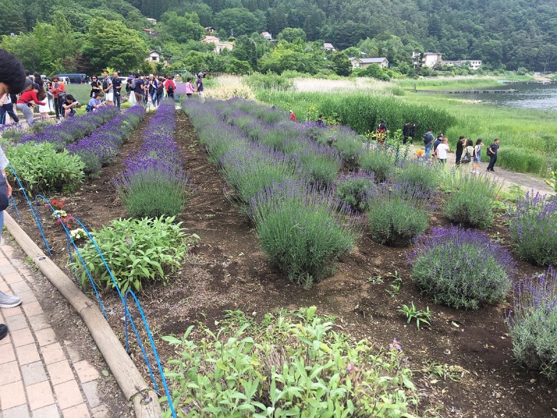 20190704_河口湖_ラベンダー4