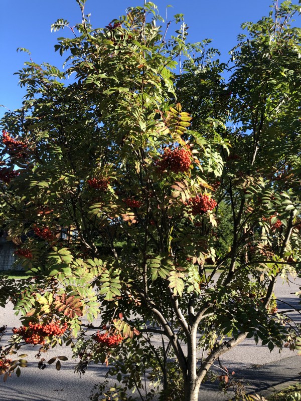 20190929_草津木の実?