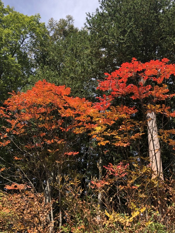 20191107_草津_紅葉1