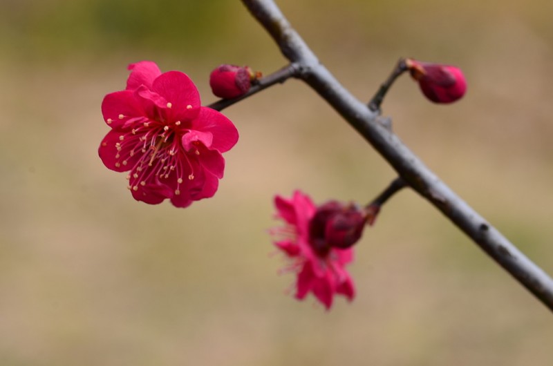 画像２お宮の梅(紅千鳥)