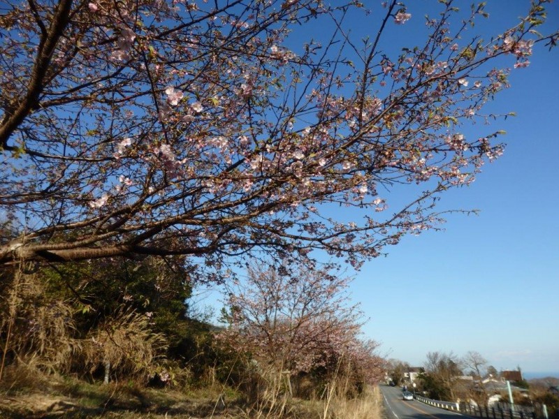 20200209伊東小室桜紹介ブログ画像4