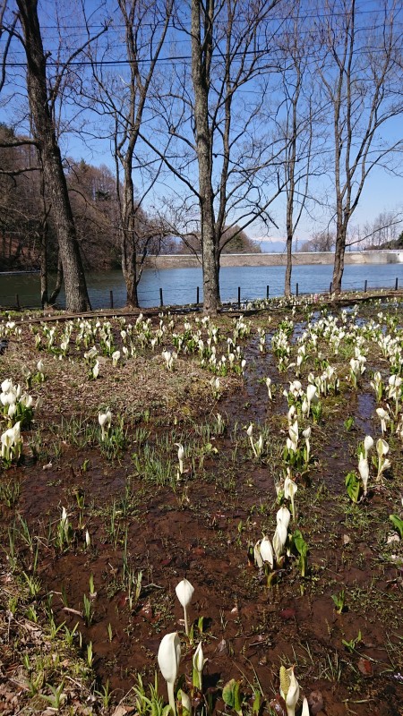 ブログ0416蓼科水芭蕉