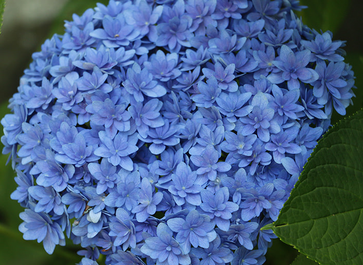 hydrangea_img_18[1]