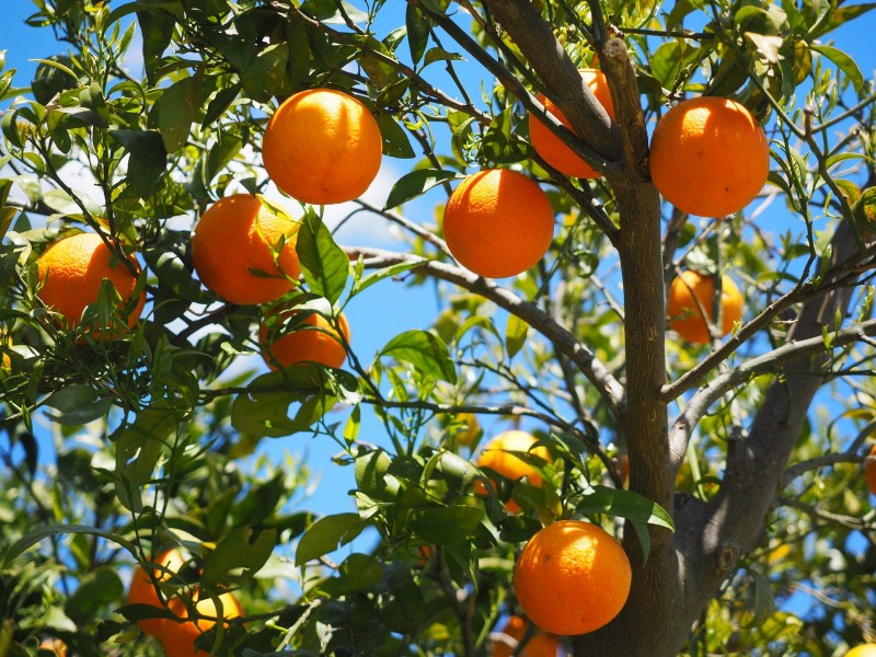 mikan