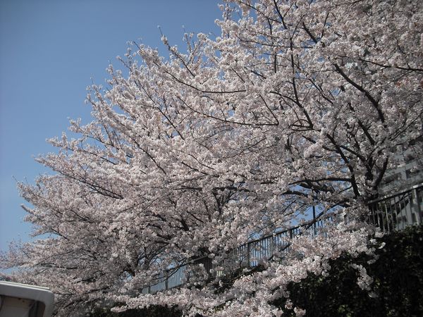 目黒川桜クルーズ