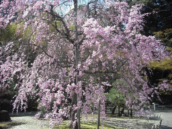 目黒川桜クルーズ