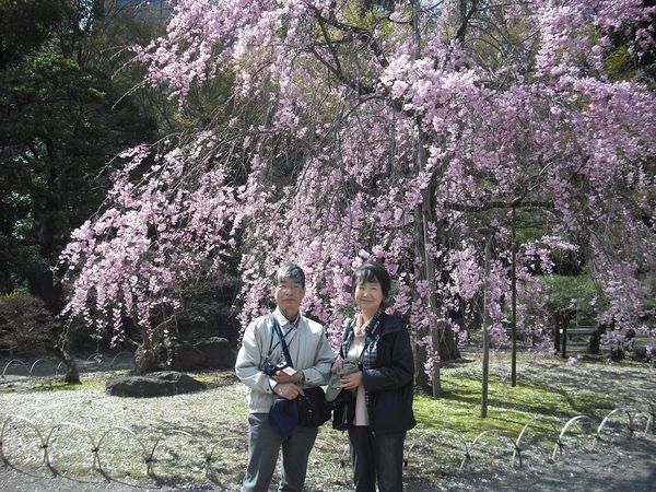 目黒川桜クルーズ