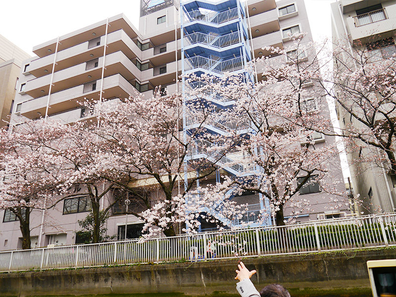 隅田川お花見クルーズ